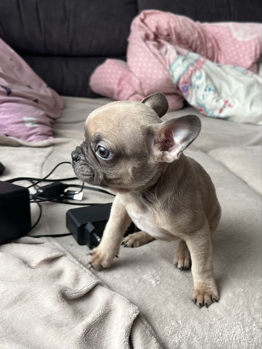 Французький бульдог хлопчик