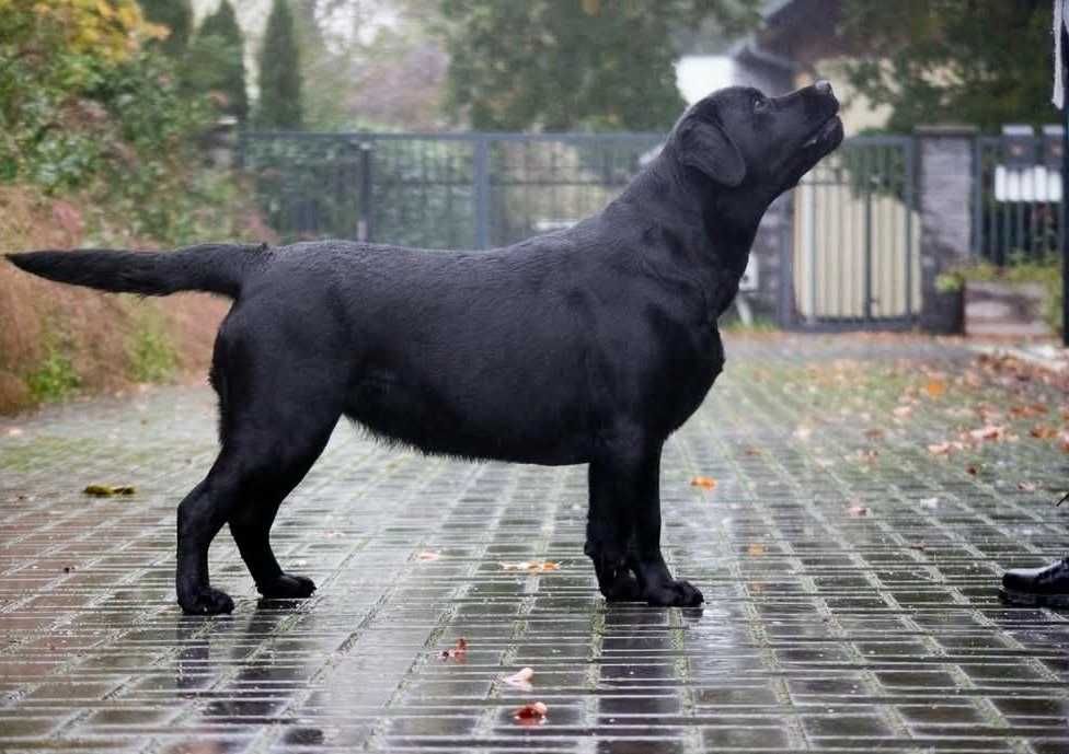 Labrador Retriever