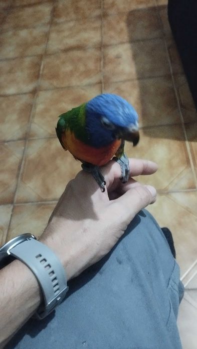 Loris molucanos domésticadas