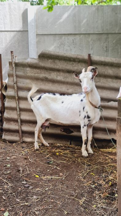 Коза Дійна 5 років