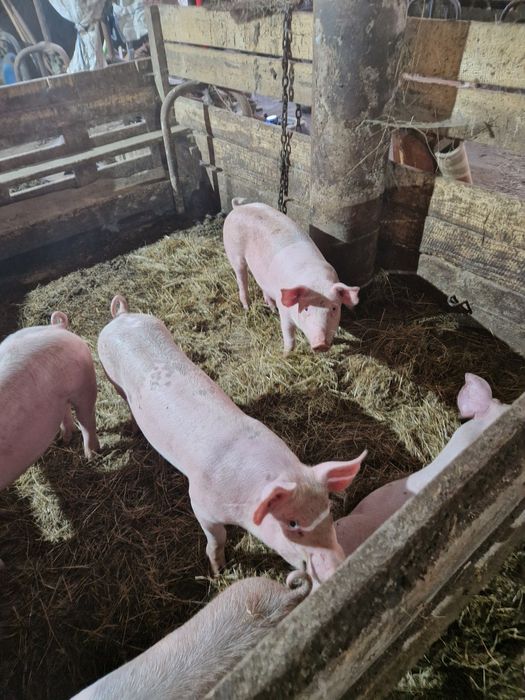 Prosięta do sprzedania