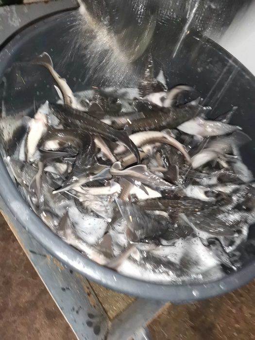 pakiet amur  150szt tołpyga 75szt karp 75szti inne pstrąg lin karaś tołpyga amur