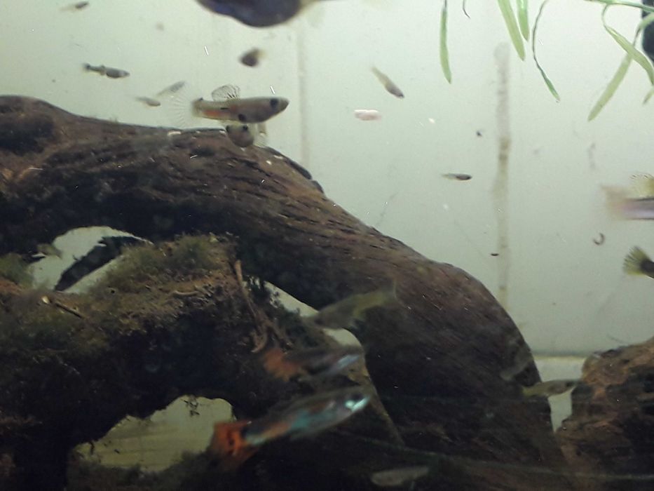 Aquário completo e comunidade Guppys