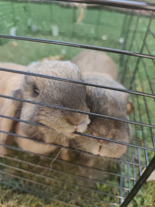 Samiczka Mini Lop