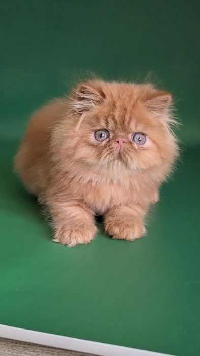 Персидські кошенята з розплідника