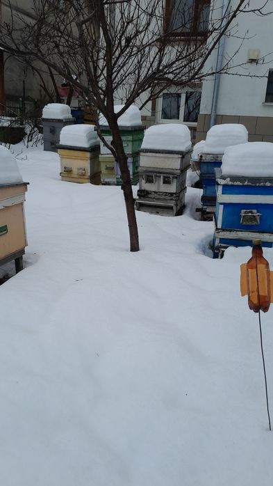 Вулики   Теребовля