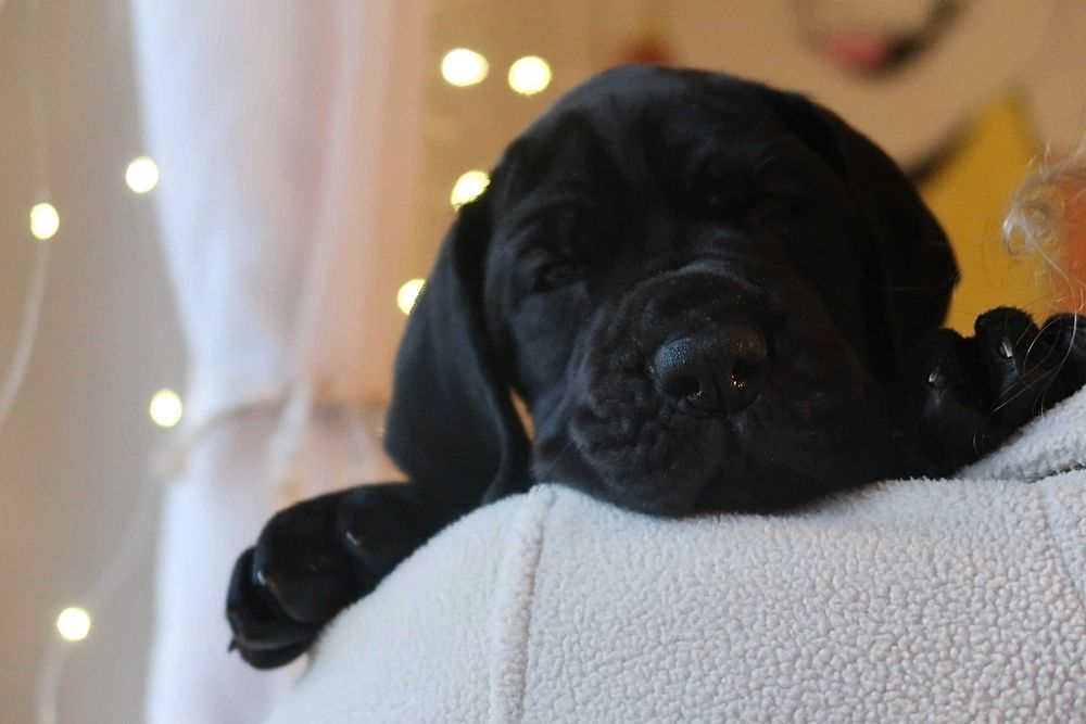 Dog niemiecki suczka ZkwP FCI