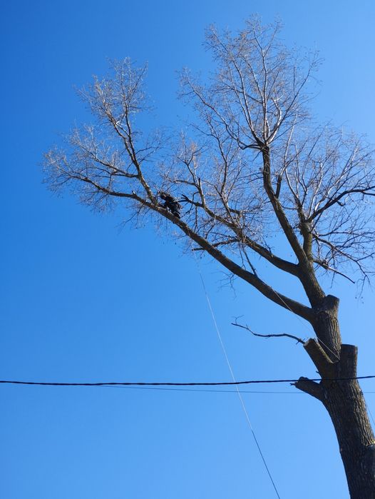 Видалення аварійних дерев. Спилювання аварійних дерев.