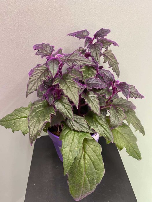 Ginura (fioletowa) Gynura