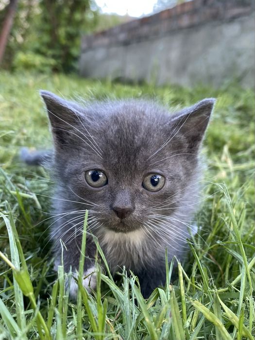 Продам котика.