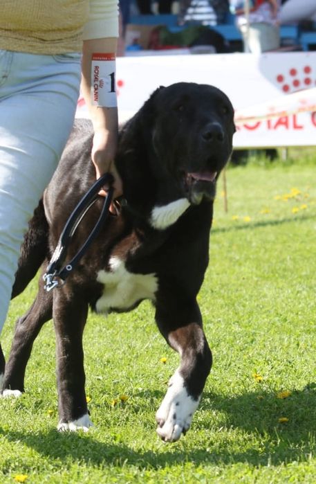 Отдается сука среднеазиатской овчарки