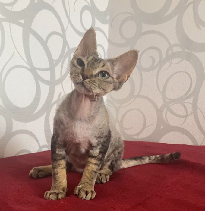 Девочка Девон рекс