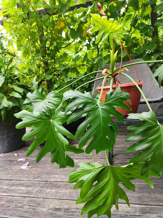 Philodendron xanadu bipinnatfidum