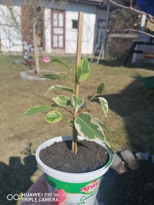 Фікус Бенджаміна