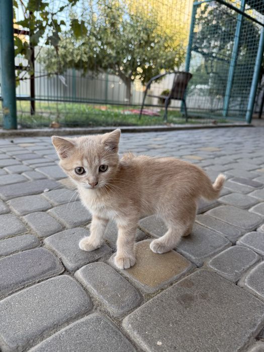 Кошенята в добрі руки