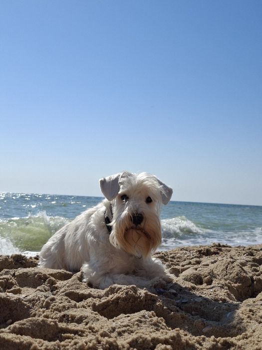 Щенок белого цвергшнауцера