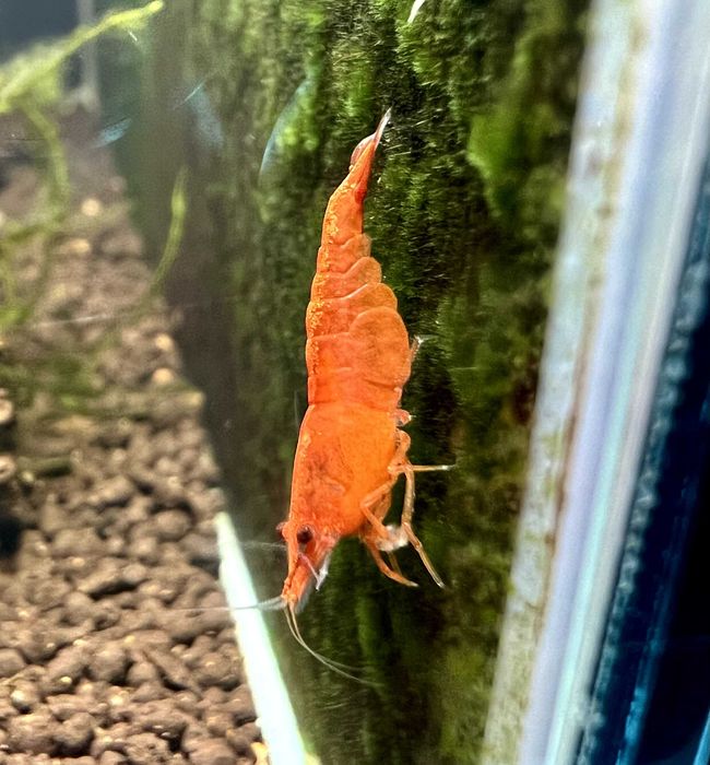 happyaquarium.pt - Neocaridina Orange