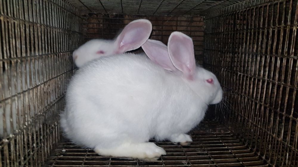 Кролики Панон  кролі