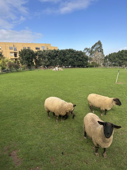 Vendo rebanho suffolk