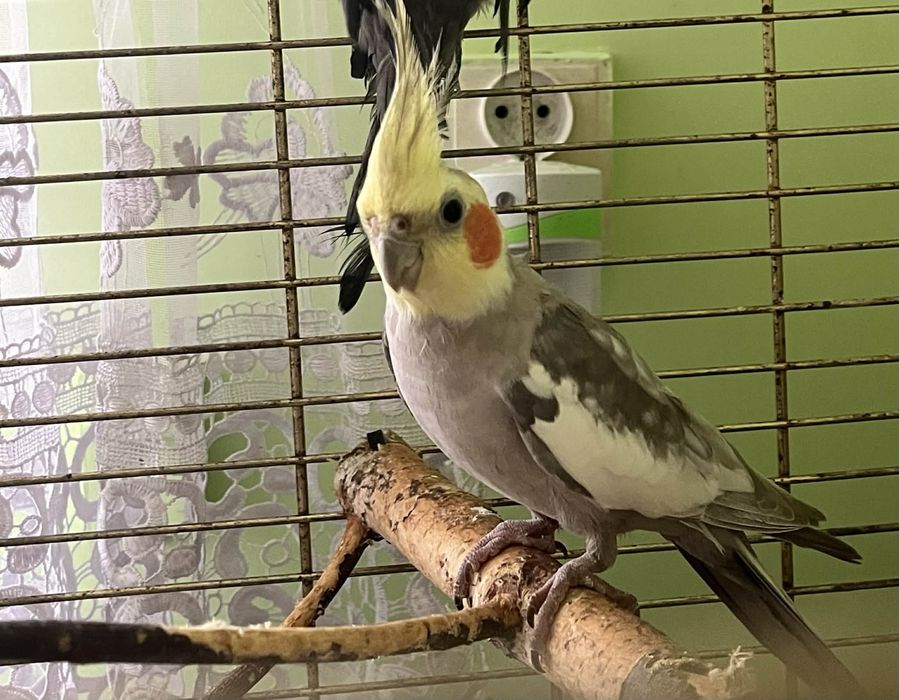 Nimfa cinamon piękna