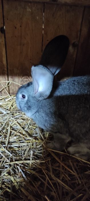 Belg olbrzym samce samice