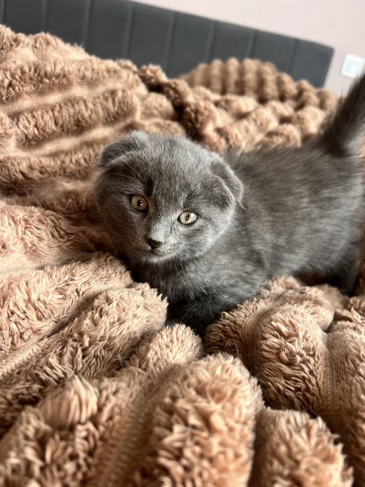 Шотландський висловухий котик