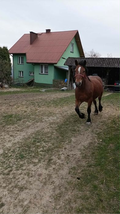 Klacz 2-letnia Wróblowice Zakliczyn