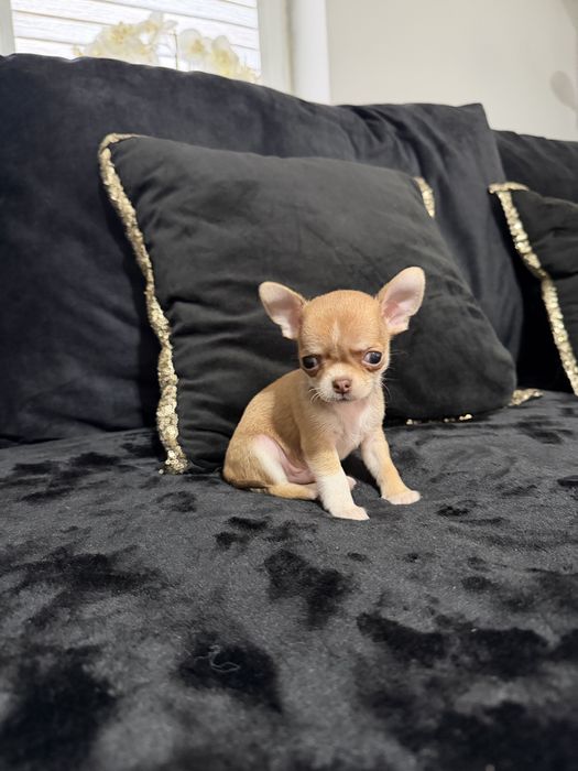 chihuahua krótkowłosy piesek