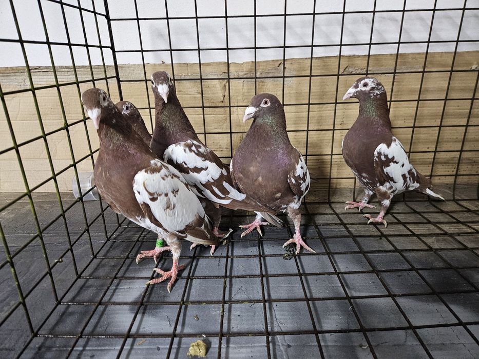 Gołębie mulemansy Bydgoszcz