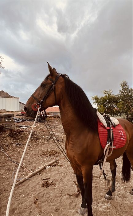 Vendo cavalo castrado