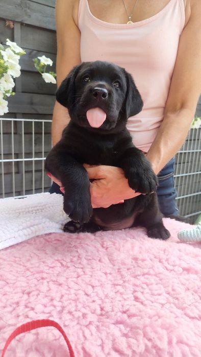 Labrador Retriever piesek zapowiedź