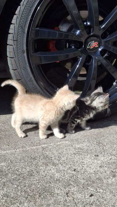 Dá-se gatinhos bebes