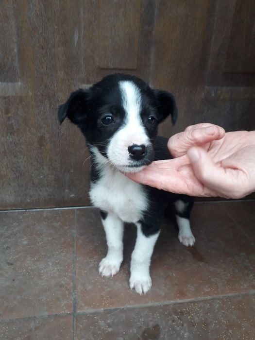 Віддаю в добрі руки