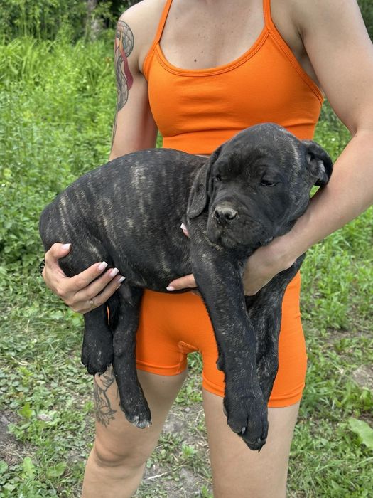 Цуценята Кане Корсо