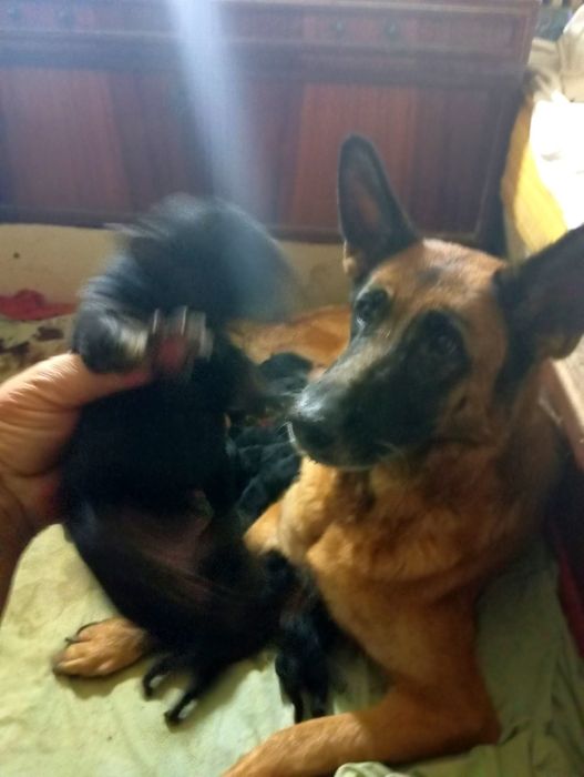 Предлогаем  щенков .Питомник.