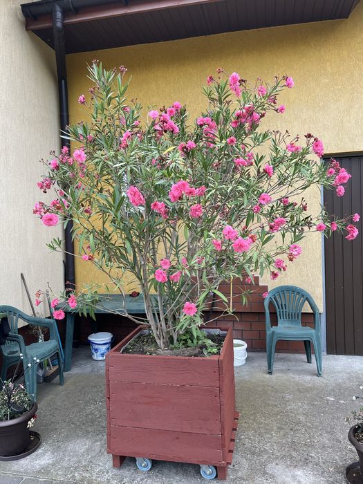 Oleander   duży bardzo ladny  pieknie kwitnie