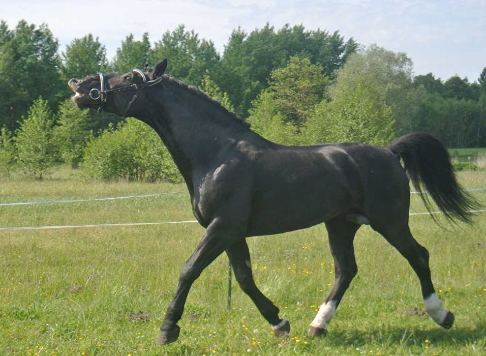 ***STANÓWKA*Ogier śląski-LEGO***