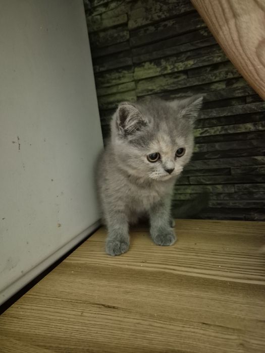 Na już Brytyjska ,piękna  koteczka szylkretka krotkowlosa