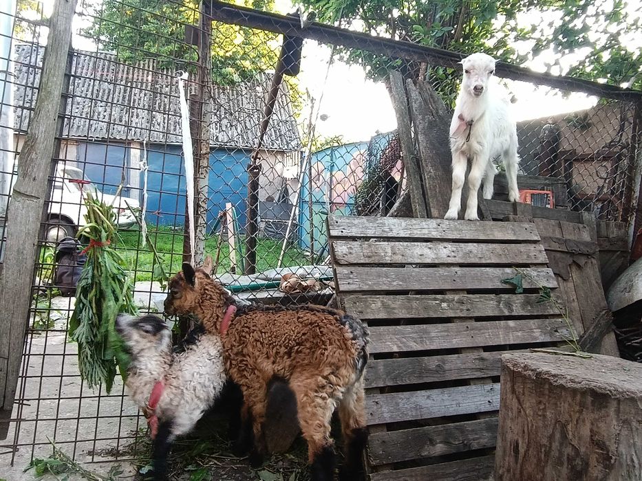 Козенята Ламанча