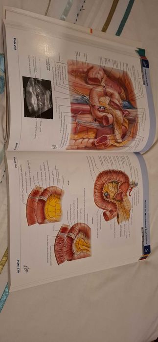 Livro Anatomia Netter