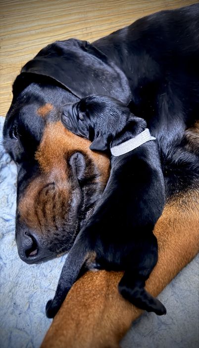 Już są-FCI DOBERMAN suczka zkwp