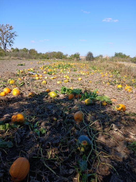 Продам гарбузи домашні