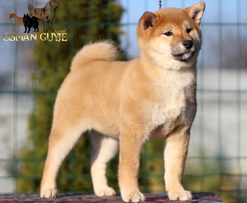 Видатна дівчинка шиба іну сіба іну 3 місяці