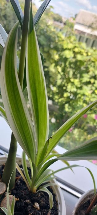 Хлорофітум чубатий