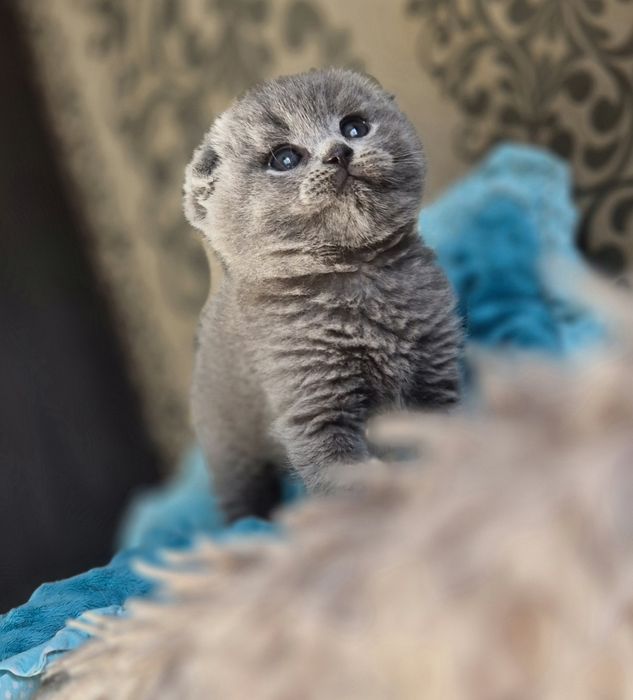 Шотландські кошенята Scottish Fold