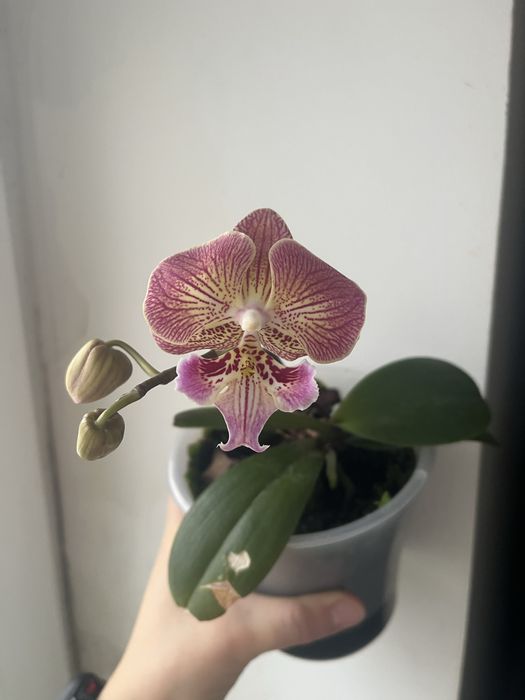 Орхідея. Зараз квітне