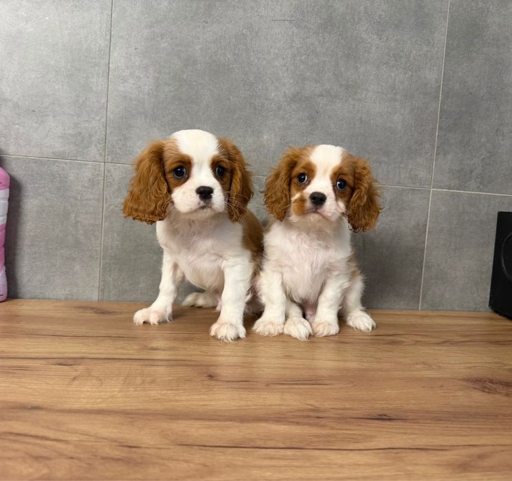 Cavalier King Charles Spaniel z rodowodem