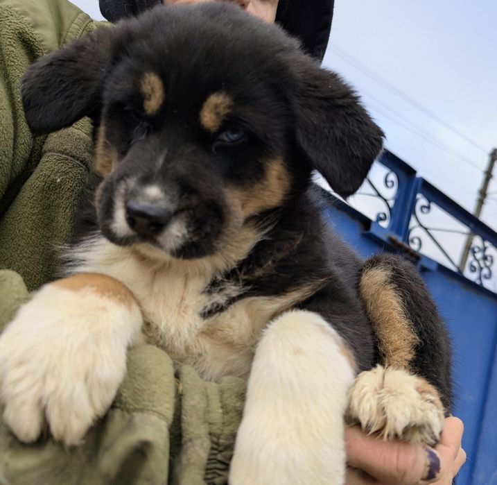 Міцний , самостійний