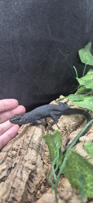 Jaszczurka Timon lepidus