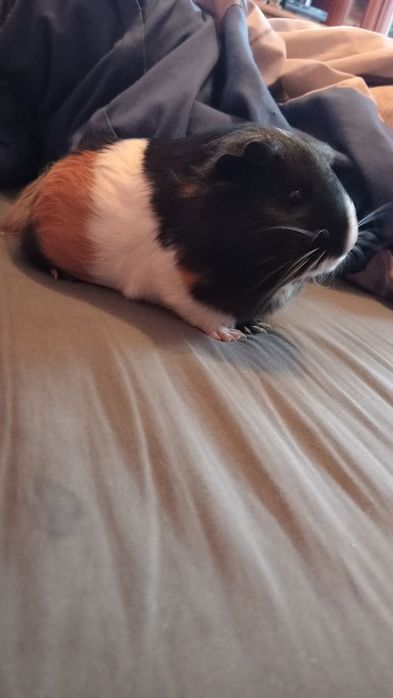 Sprzedam Świnkę Morską